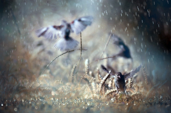 http://ayateghamzeh.ir/Portals/0/Images/upload/poem/dancing-in-the-rain.jpg